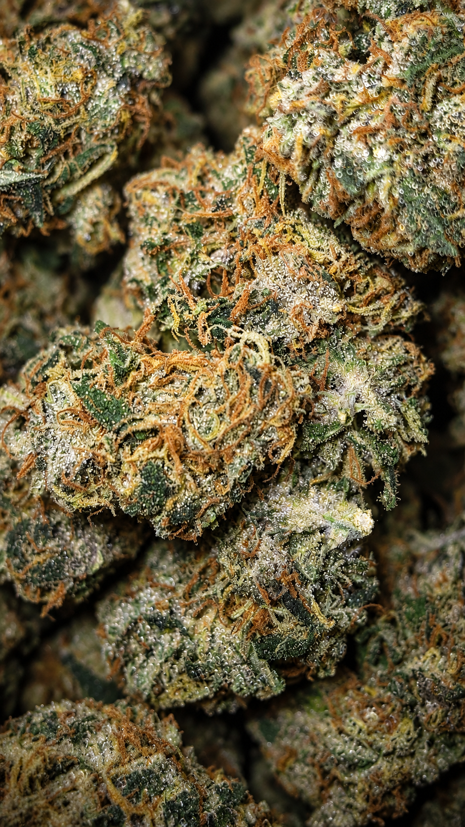Fleurs de CBD français OGreenLab cultivées en intérieur